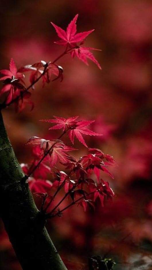 கடைசி இலை!